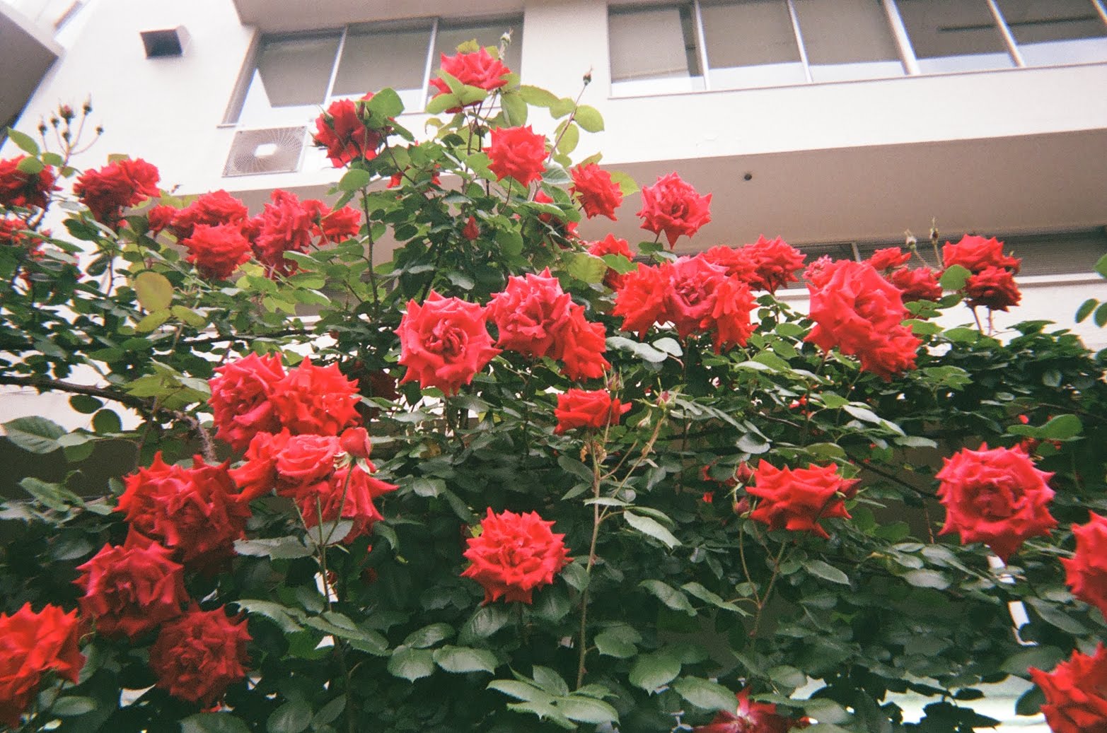 Tokyo_Roses_AmberPietrzyk
